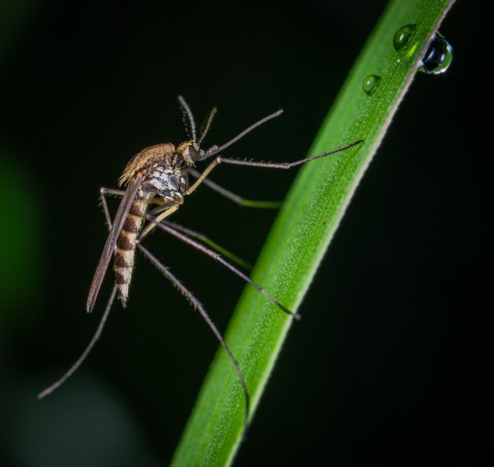 common brown mosquito on green foliage