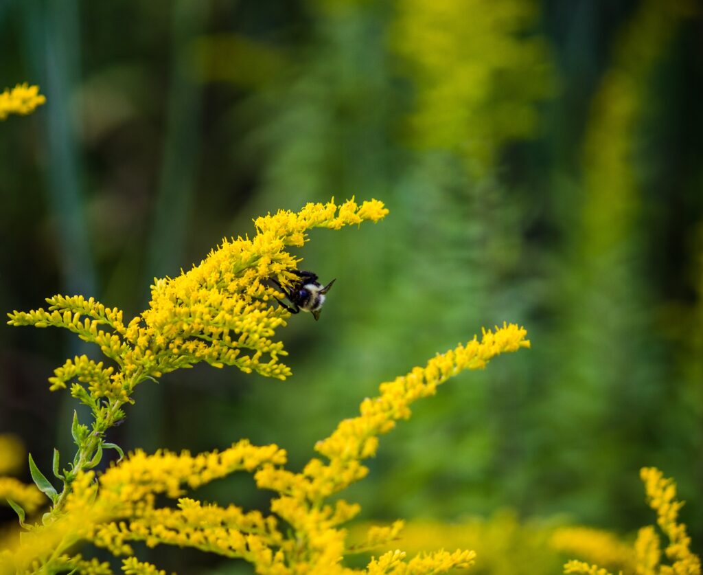bumblebee nectaring on yellow goldenrod
