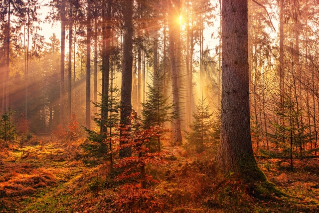 forest in sunlight