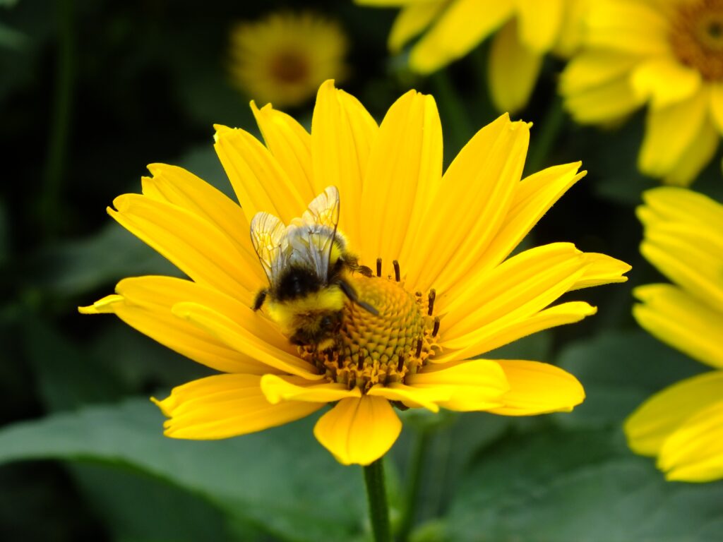 bumblebee on yellow sunflower