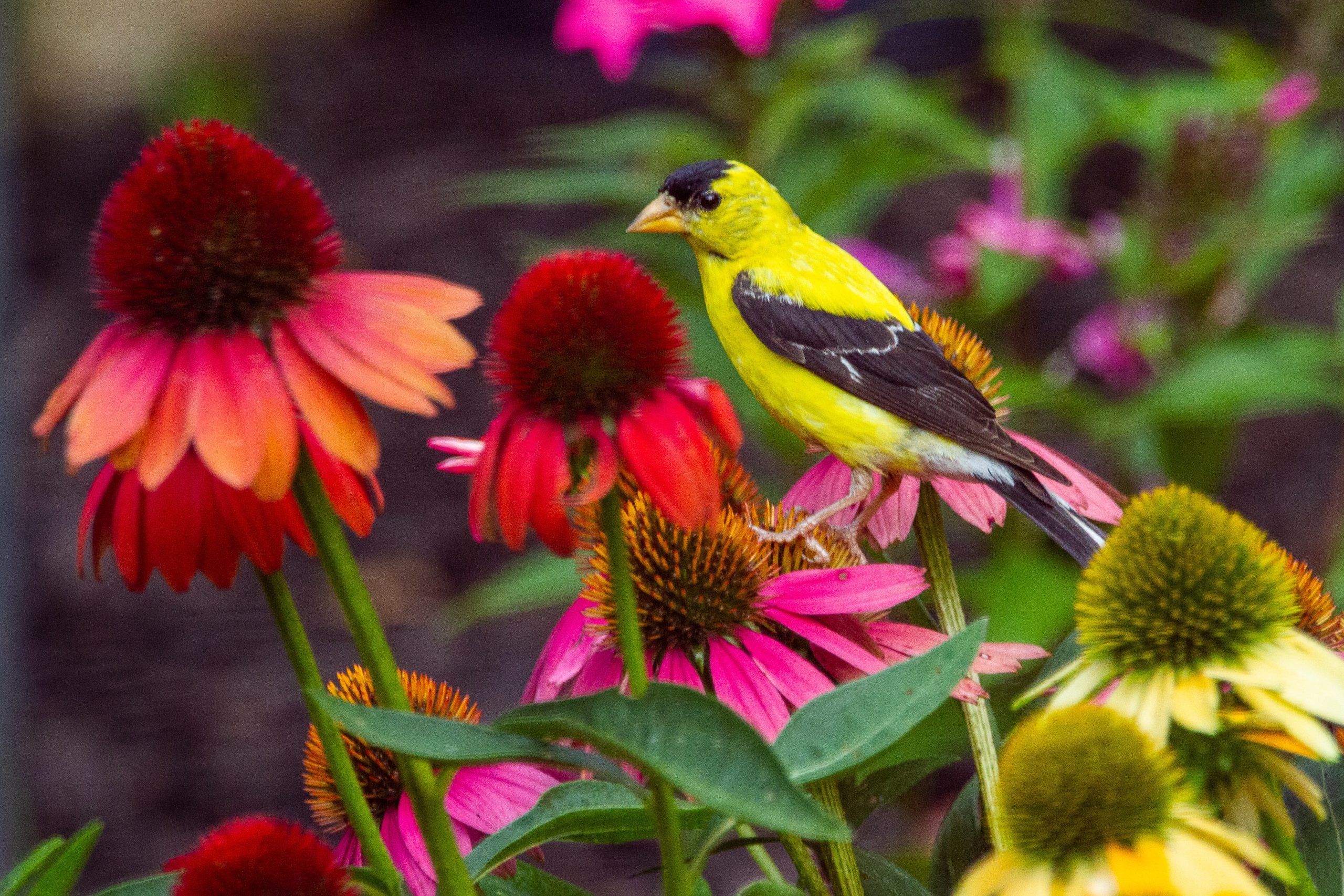 yellow goldfinch on pink coneflower
