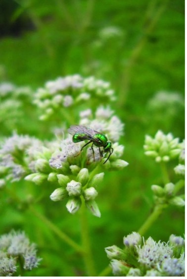 green metallic sweat bee on white flower