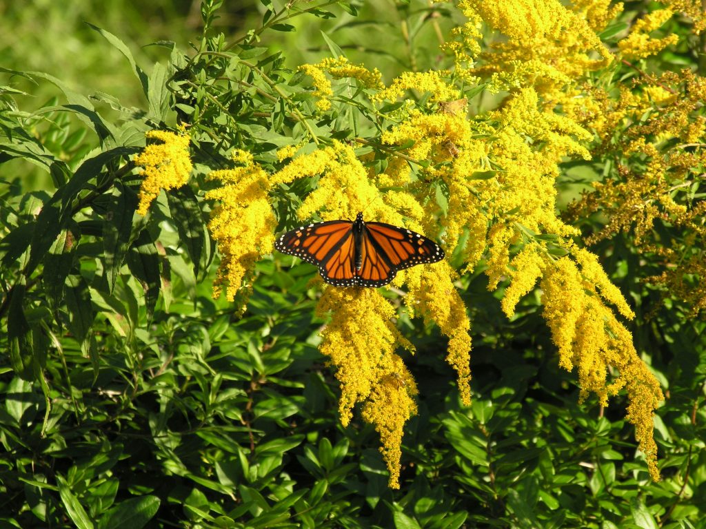 Monarch butterfly on yellow Goldenrod