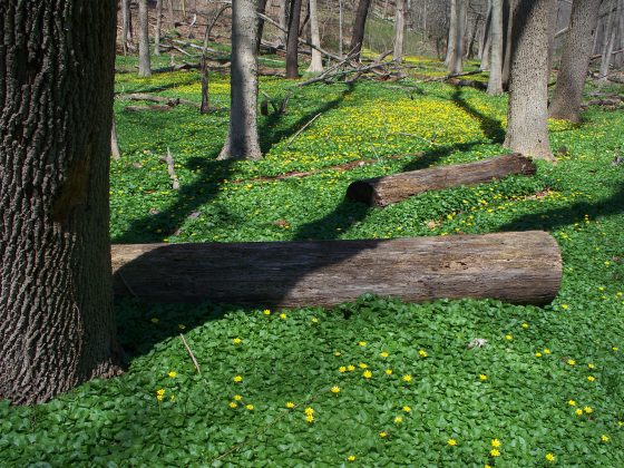 Lesser celandine in a wooded area
