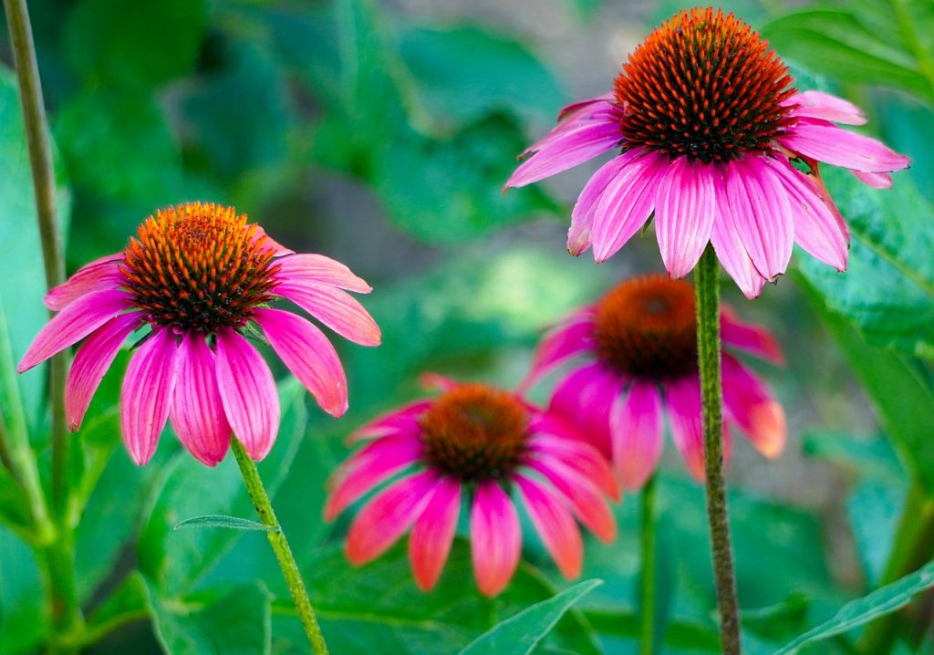 purple coneflower