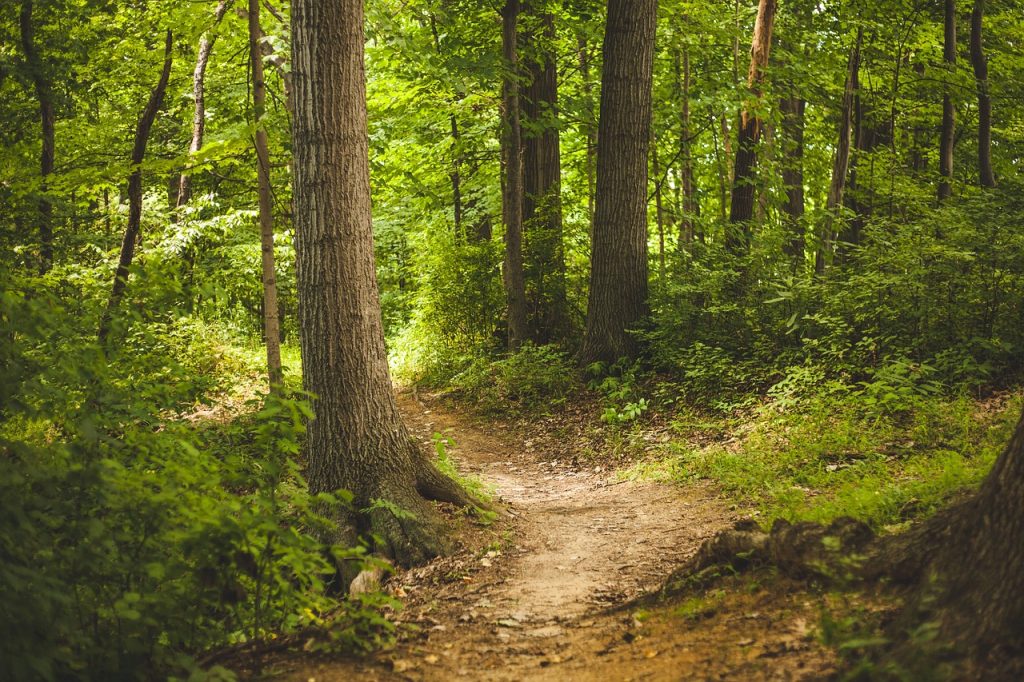 Forest path